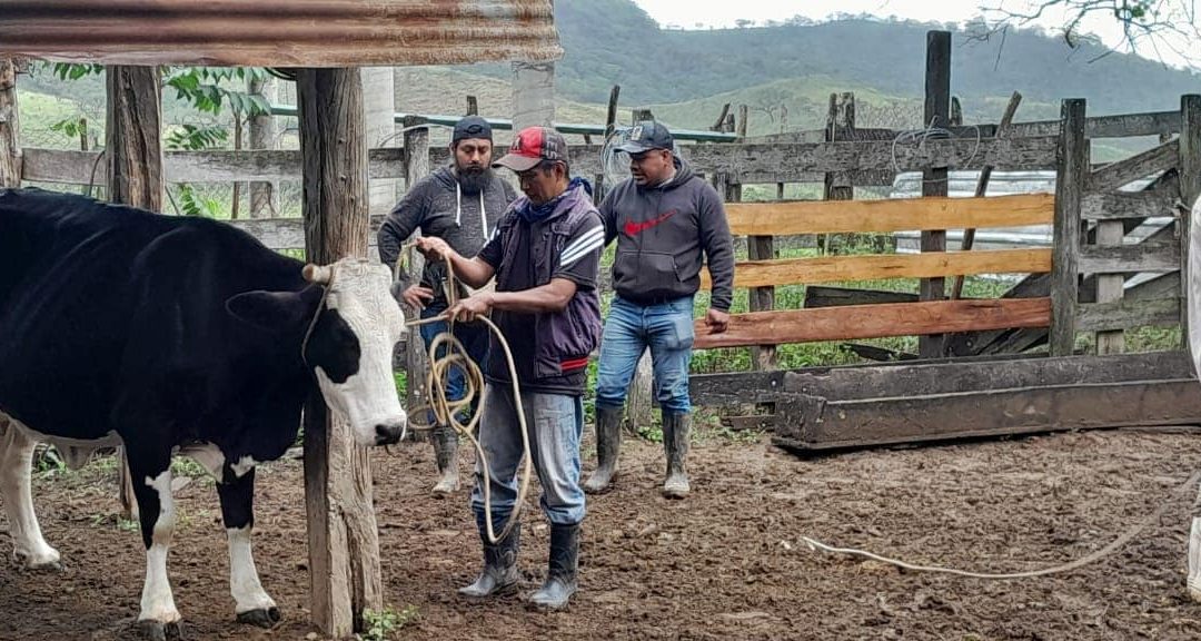 Inicia la campaña de vacunación contra el  DERRIENGUE  en bovinos.