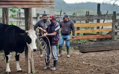 Inicia la campaña de vacunación contra el  DERRIENGUE  en bovinos.